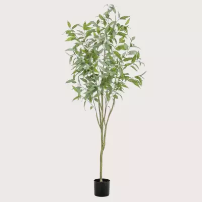 Eukalyptový strom H195 D75