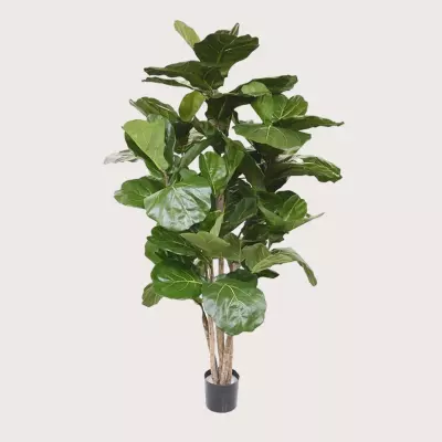 Ficus Lyrata Deluxe zelený H170 D100