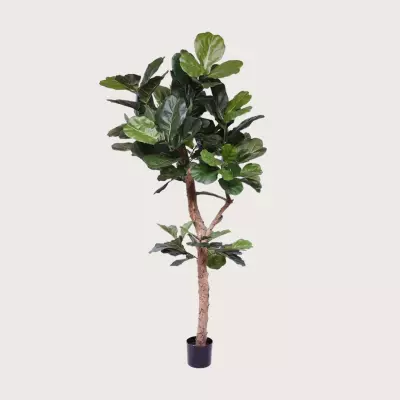 Ficus Lyrata Deluxe zelený H210 D100