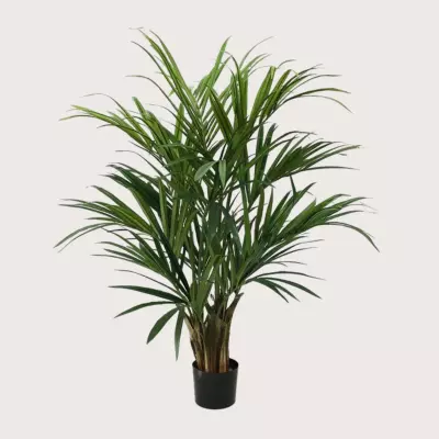 Kentia palma zelená H140 D90