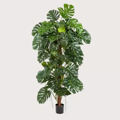 Monstera Deluxe na stonku zelená H190 D100