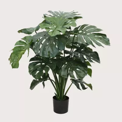 Monstera zelená H100 D90