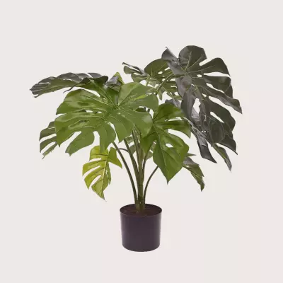 Monstera zelená H80 D50