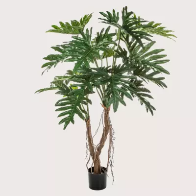 Philodendron na stonku s kořenovým systémem H140 D110