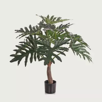 Philodendron Selloum zelený D85 H80