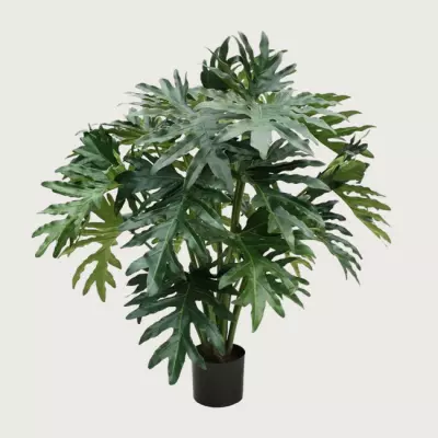 Philodendron Selloum zelený H100 D95