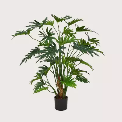 Philodendron Xanadu zelený H80 D85