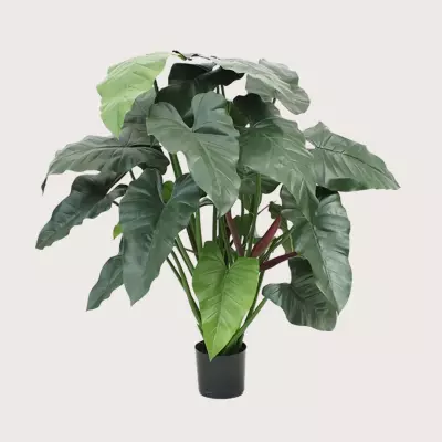 Philodendron XL zelený H120 D95