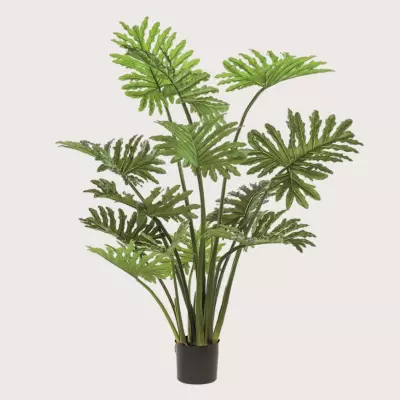 Philodendron zelený H125 D120