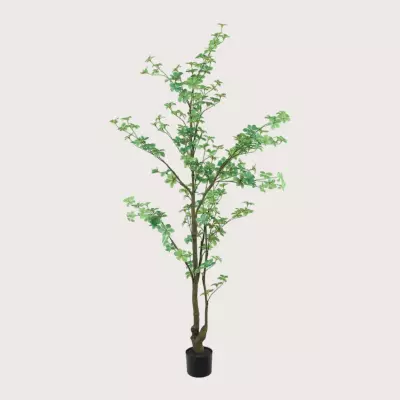 Tropaeolum zelený H185 D75