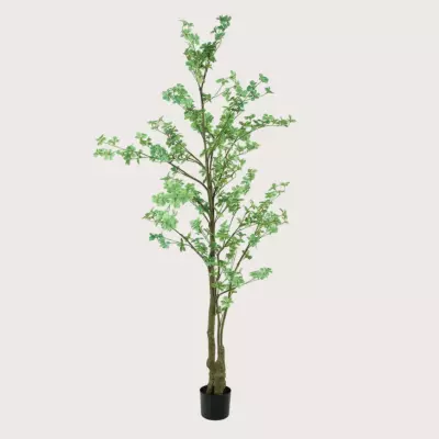 Tropaeolum zelený H210 D85– elegantní popínavá rostlina