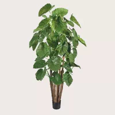 Umělá rostlina Alocasia Calidora Green  H210 D110