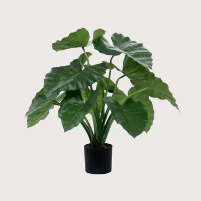 Umělá rostlina Alocasia Calidora Green H60 D60